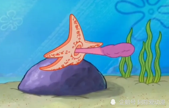 你知道海星是怎么进食的吗海绵宝宝中的真实现象动画片太美好