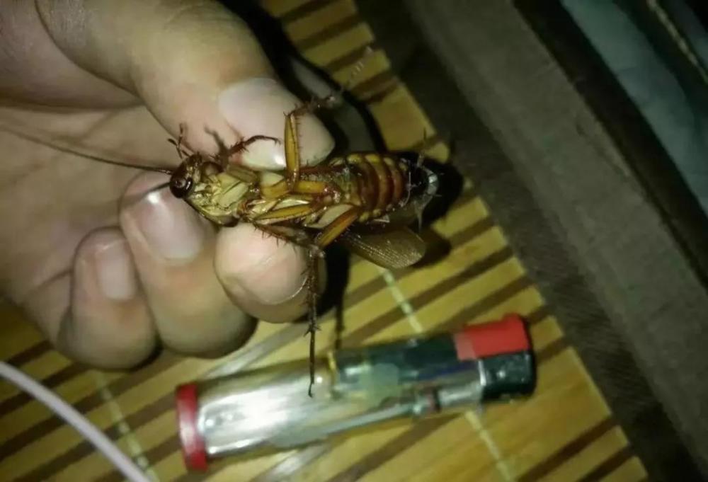 这些蟑螂真的是异形,从小到大给他们的印象,蟑螂都是小小的一只,家里