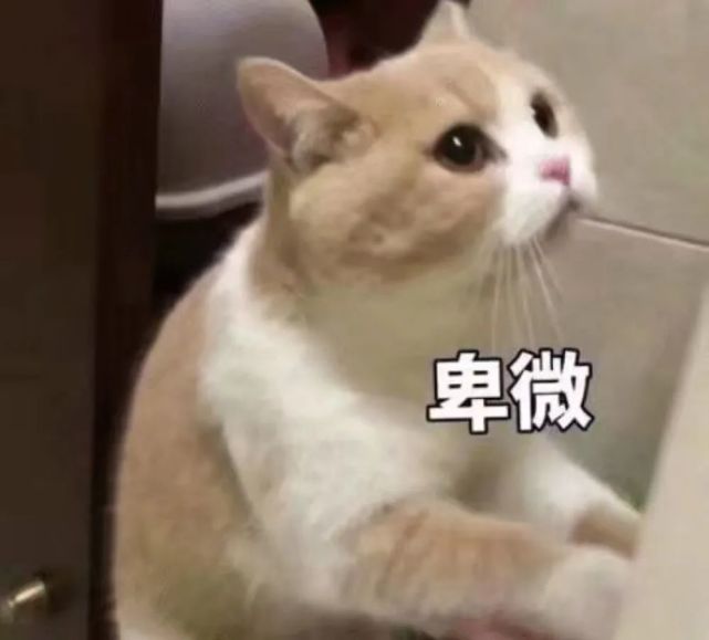 可爱猫猫表情包