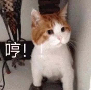 可爱猫猫表情包