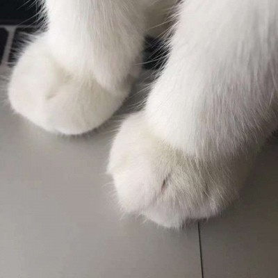 可爱头像:猫咪の大胖爪子