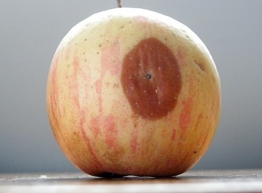 苹果烂了一小块,削掉以后,剩下的部分能不能吃?别大意