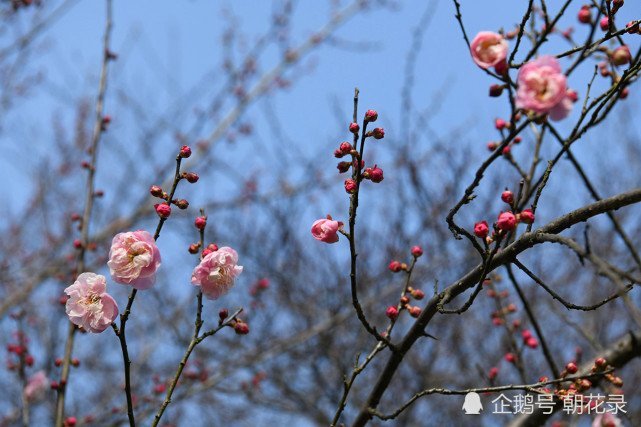 2021东湖梅花节"立春"开幕