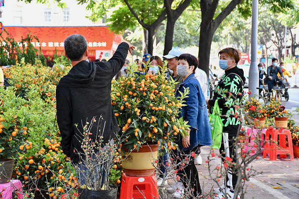 社区花市陆续开售市民抢鲜买年花年桔