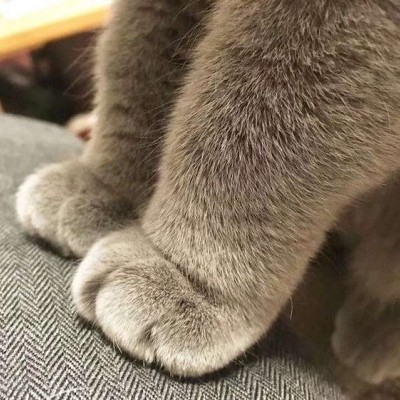 高清猫咪爪爪粉嫩小爪子大大胖爪子