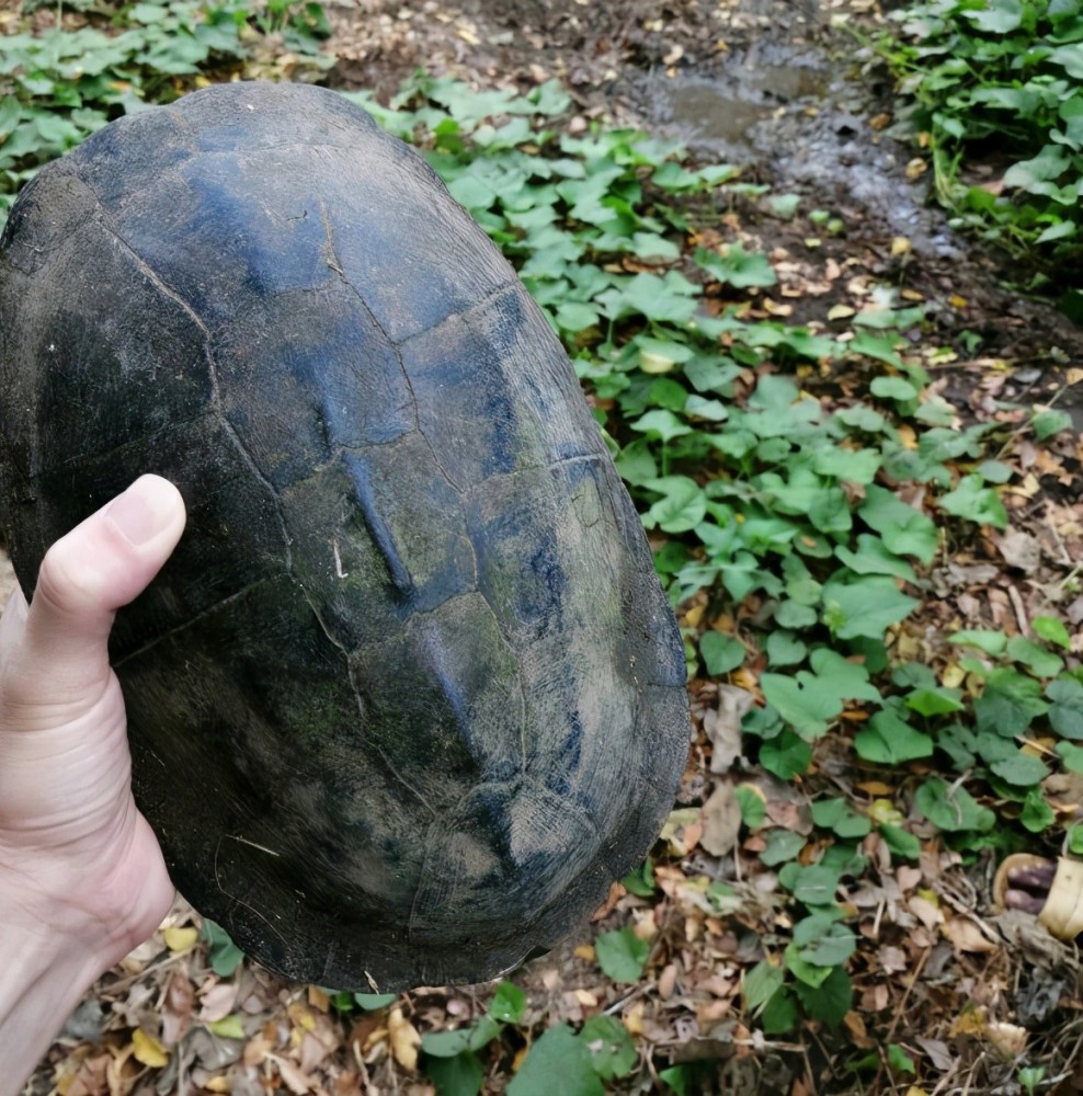 广西老乡捡到"山乌龟,背甲似墨,这是价值数千元的石墨龟?