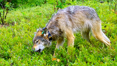 狼行千里也要吃草适量吃草对狼与狗的好处多多