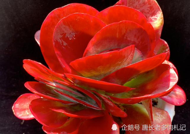 喜欢多肉建议入手这些红色系品种可以让我们这个春节过得红红火火