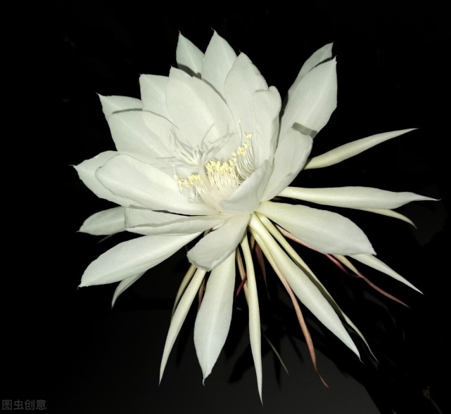 现代人亦能写出优美诗词我有十二朵花之昙花一现