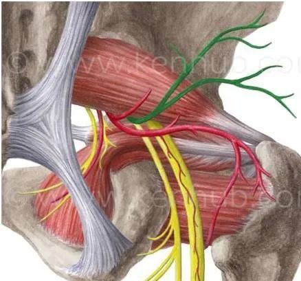 坐骨神经损伤机制 其路径 由骨,肌腱,肌纤维及韧带围成, 当坐骨神经在