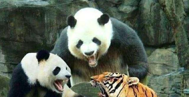 大熊猫发起怒来有多可怕?动物园里有动物能够降服它吗?