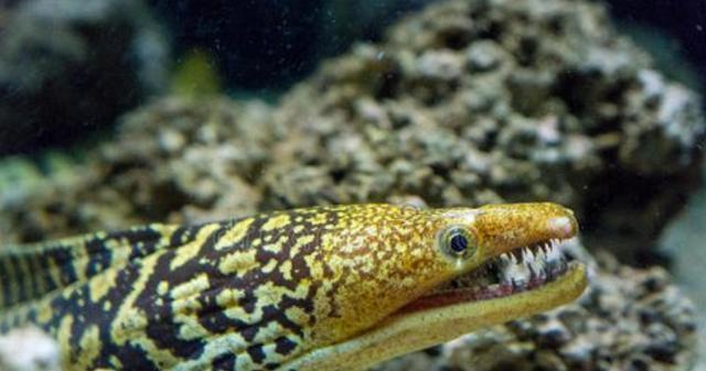 海鳝为什么有"剧毒蟒蛇"之称?它为什么让所有钓手都惧怕?