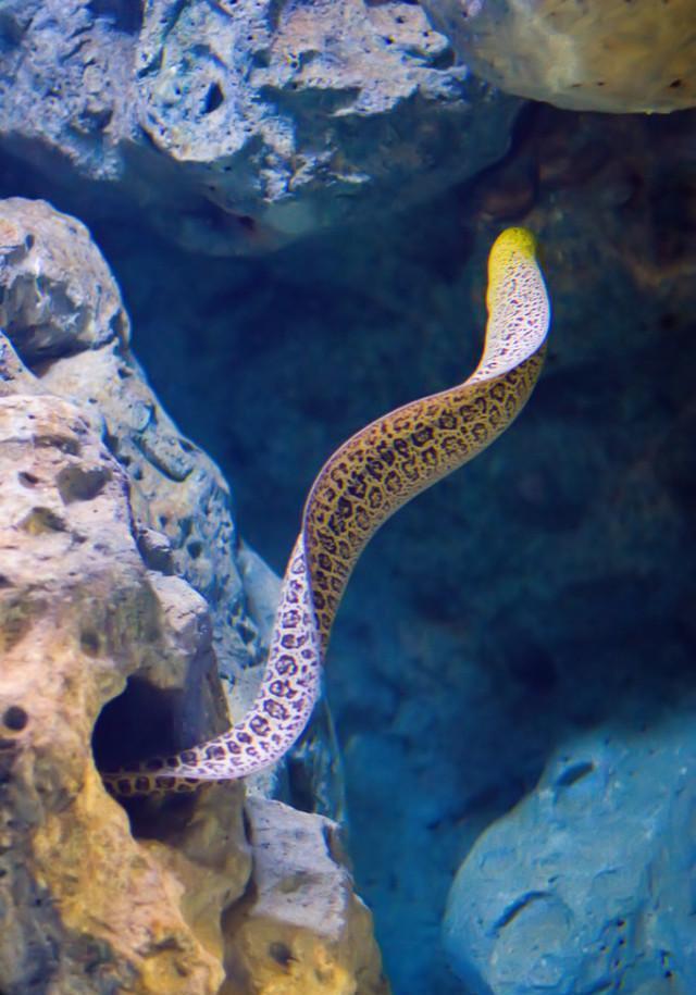 海鳝为什么有"剧毒蟒蛇"之称?它为什么让所有钓手都惧怕?