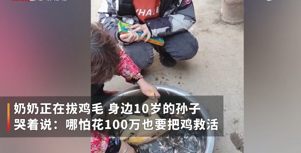 "花100万也要把鸡救活,奶奶杀鸡急哭孙子,姑姑:每年都哭