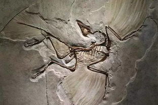 始祖鸟的化石