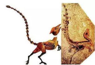 鸟类的进化史竟让人觉得不可