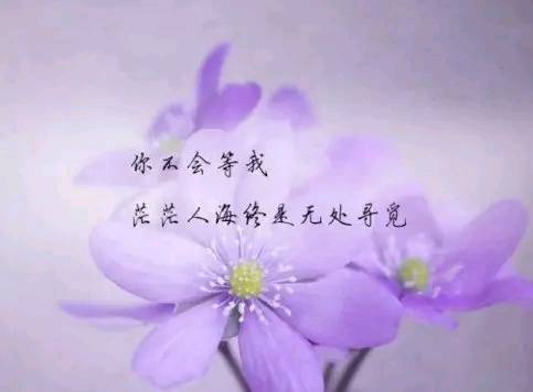 感悟人生的短语说说,经典有内涵,句句说到心坎里
