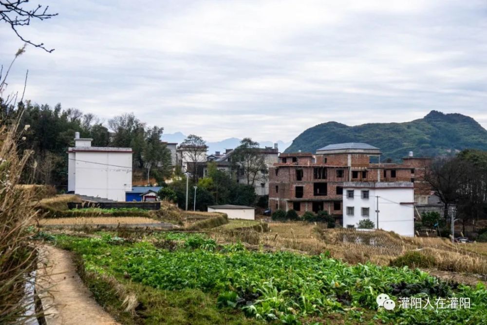 灌阳有多少人口_灌阳油茶