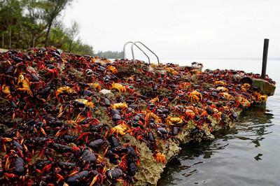 在国外很多地方都会出现生物泛滥的情况,小龙虾就曾经在国外遍地都是