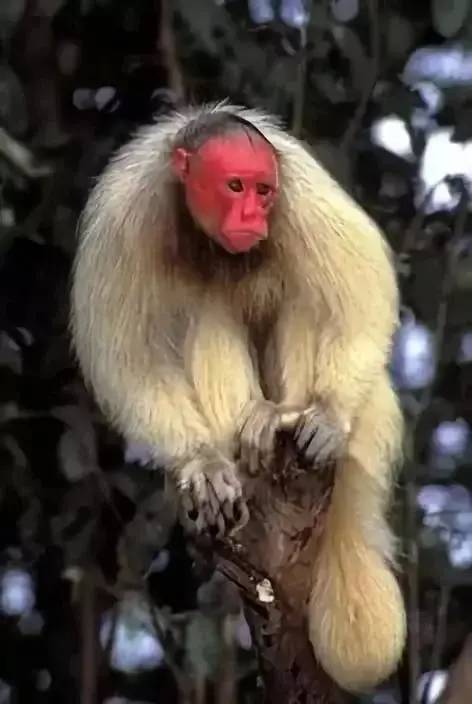罕见的红脸秃头猴子 猴哥满脸通红,是看到美女了吗?