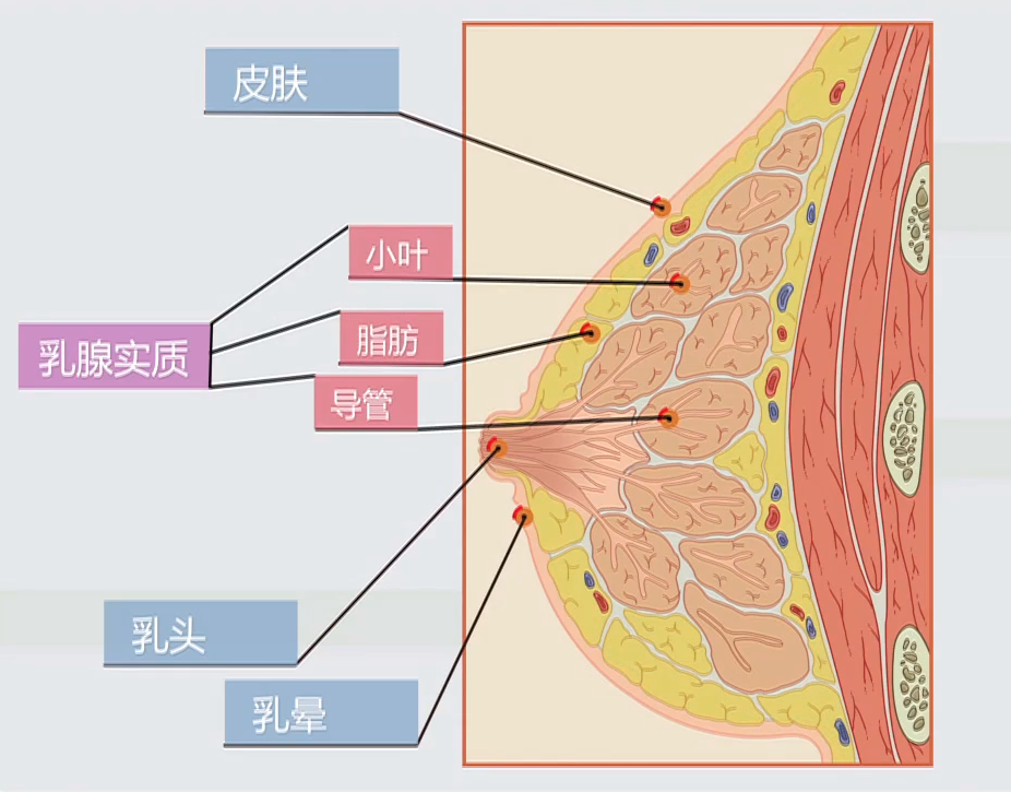 世界癌症日:乳腺癌成为全球最常见癌症!出现这5种症状