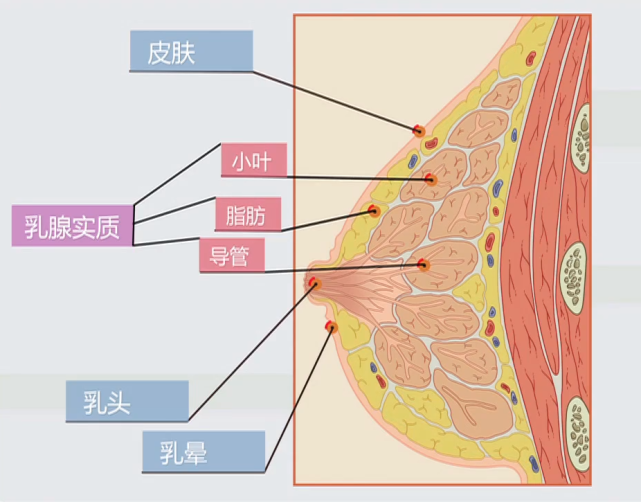 小叶和小叶内,外终末导管组成终末导管小叶单位,它既是乳腺组织的基本