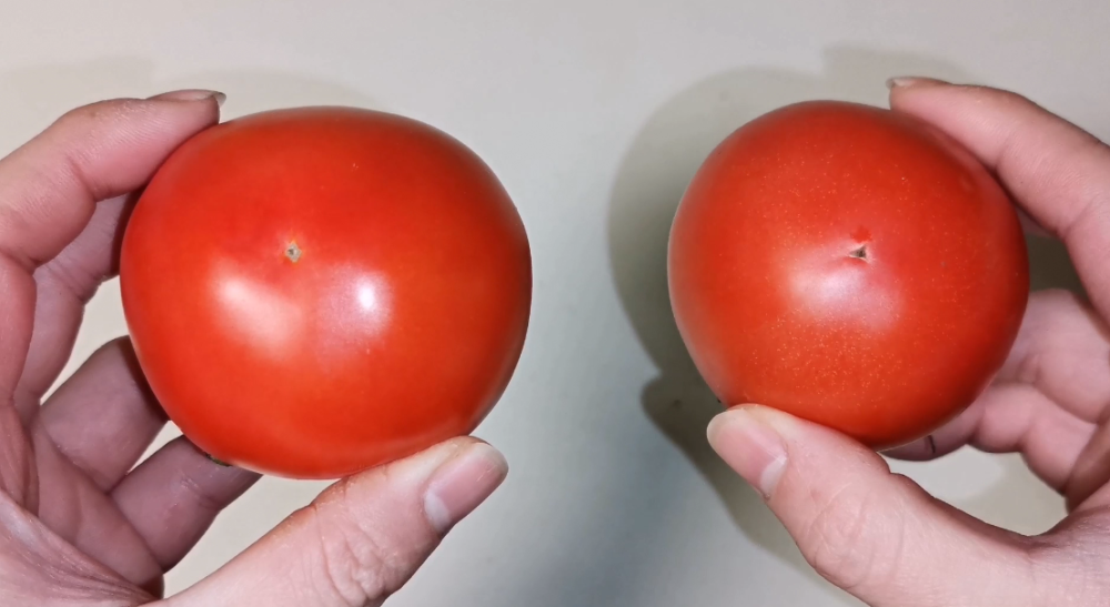 那么很多人不清楚其实西红柿也分公母,而且母的西红柿才好吃
