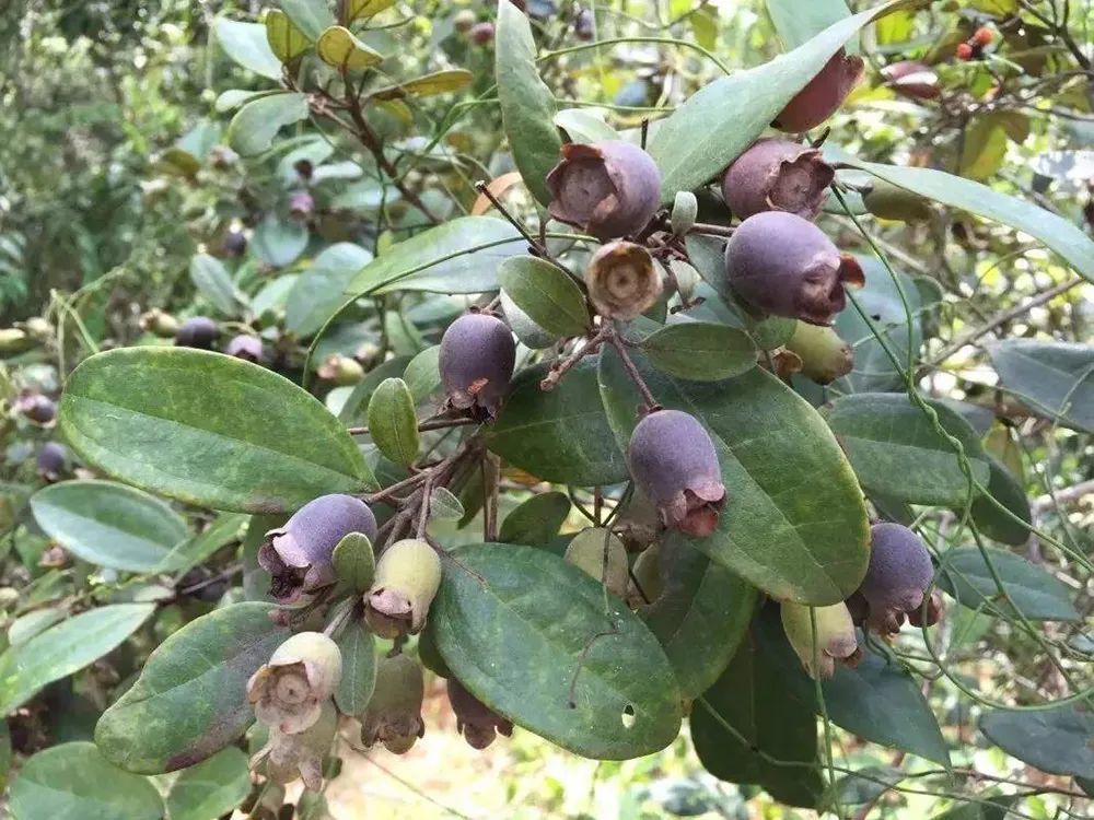 儿时当零食,全身是宝的"山捻子",却在美国成了外来入侵物种?