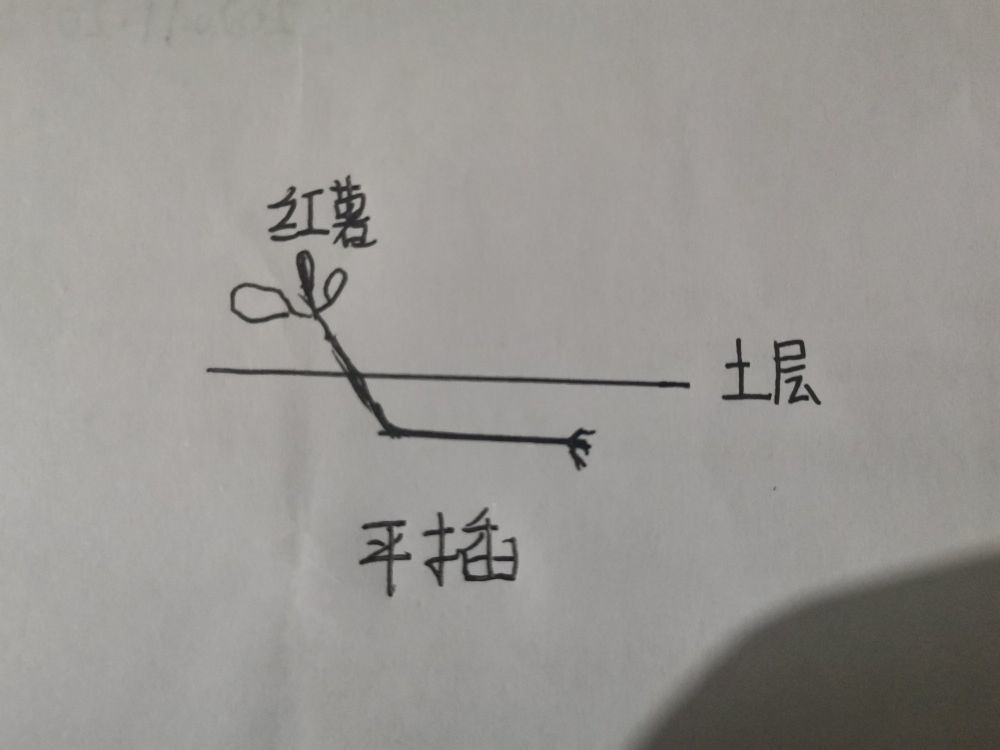 红薯"倒插苗"种植技术,其实很简单,看不懂的,估计都理解错了