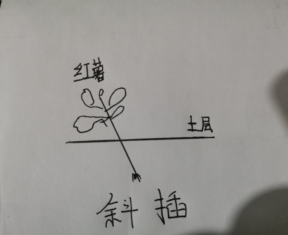 红薯"倒插苗"种植技术,其实很简单,看不懂的,估计都理解错了