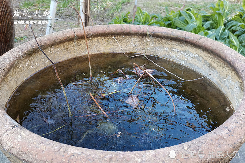 经那次寒潮与厚冰,水缸四条小鱼幸存下来