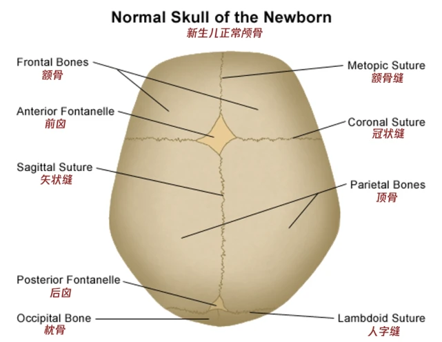 新生儿正常颅骨示意图