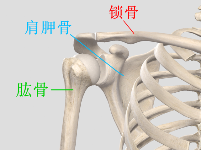 肱骨,肩胛骨,锁骨位置示意图