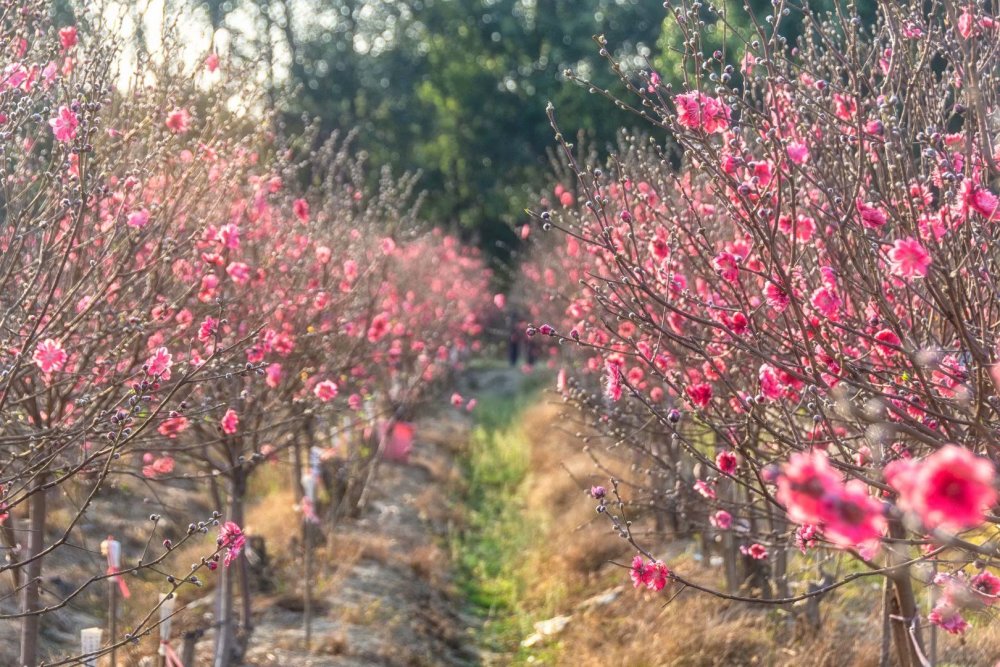 又逢春节,桃花遍地,赏桃花,购桃花,赴一场桃花之约