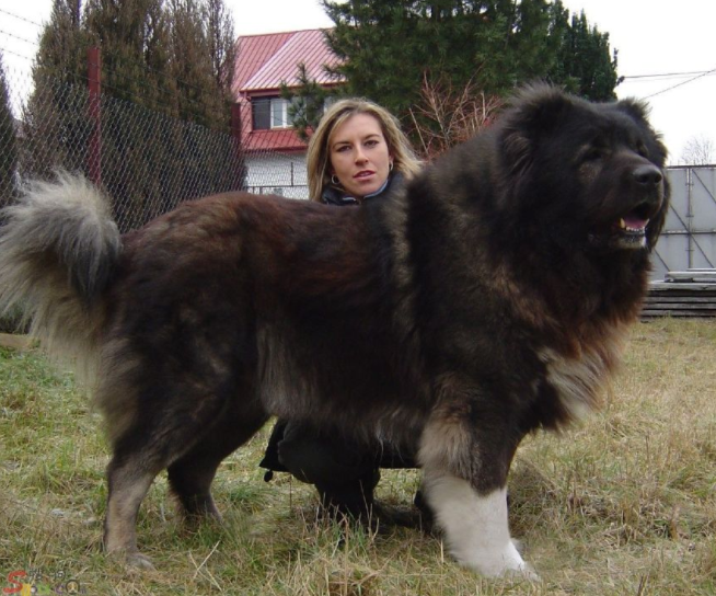 全世界"最大"的狗,体重将近两百斤,凶狠起来藏獒也得甘拜下风