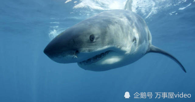 美海军史上最惨事件老兵回忆600战友被鲨鱼撕咬成海洋炼狱