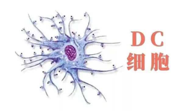 刘向善树突细胞dc免疫疗法治疗各种实体瘤取得确切疗效