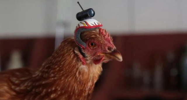 鸡头是世界上最稳的?在鸡头上安装摄像头,结果令人大开眼界!