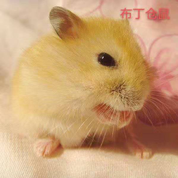 新手该如何饲养仓鼠