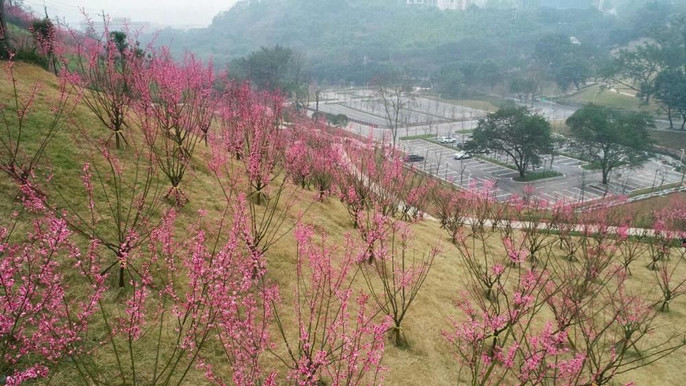 重庆沙坪坝:"红岩"红梅开 迎客林中来