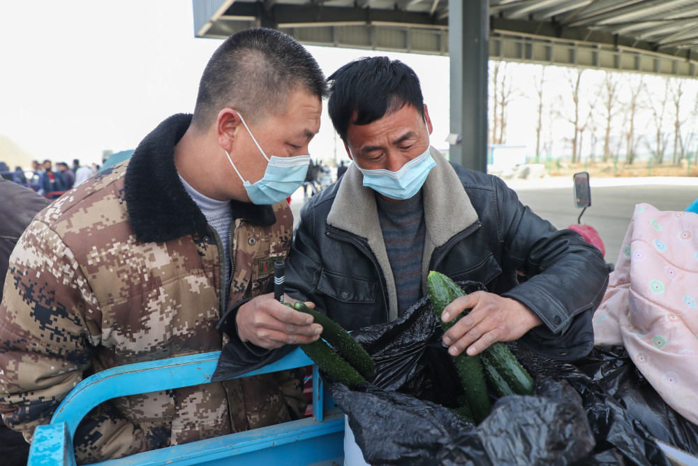 2月4日,在靖远县北湾镇新坪村农贸市场,菜贩胡荣辉(右)查看菜农种植的