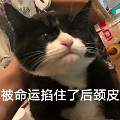 被命运掐住了后颈皮:为什么提起猫咪的脖子,就能让它秒变乖?