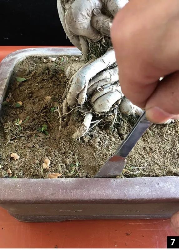 罗汉松也是对土壤适应性很强
