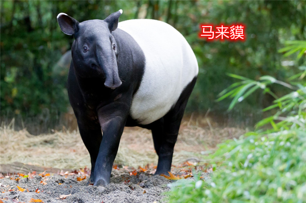 壮得像头驴灵活的鼻子不输大象幼崽却很像小野猪
