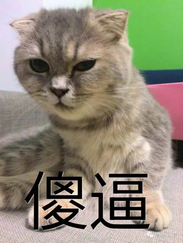 超全猫咪gif表情包云吸猫必备