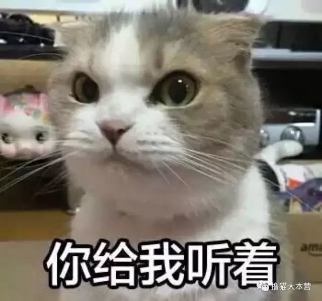 超全猫咪gif表情包,云吸猫必备!