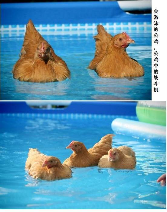 不是针对谁,在座的各位游泳未必比得过一只鸡