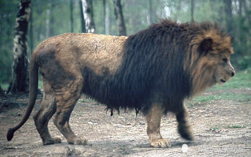巴巴里狮 因人类灭绝的动物 7) 巴巴里狮 人类灭绝的动物最后是