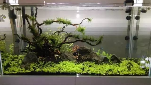 家居水景丨国外玩家首次开缸造景过程就值得新手去借鉴?