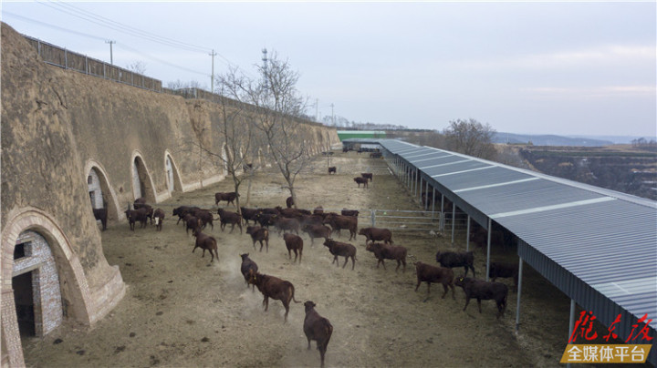 充分利用老庄基废弃窑洞发展肉牛养殖,新建1000m 青贮存储池2座,饲草